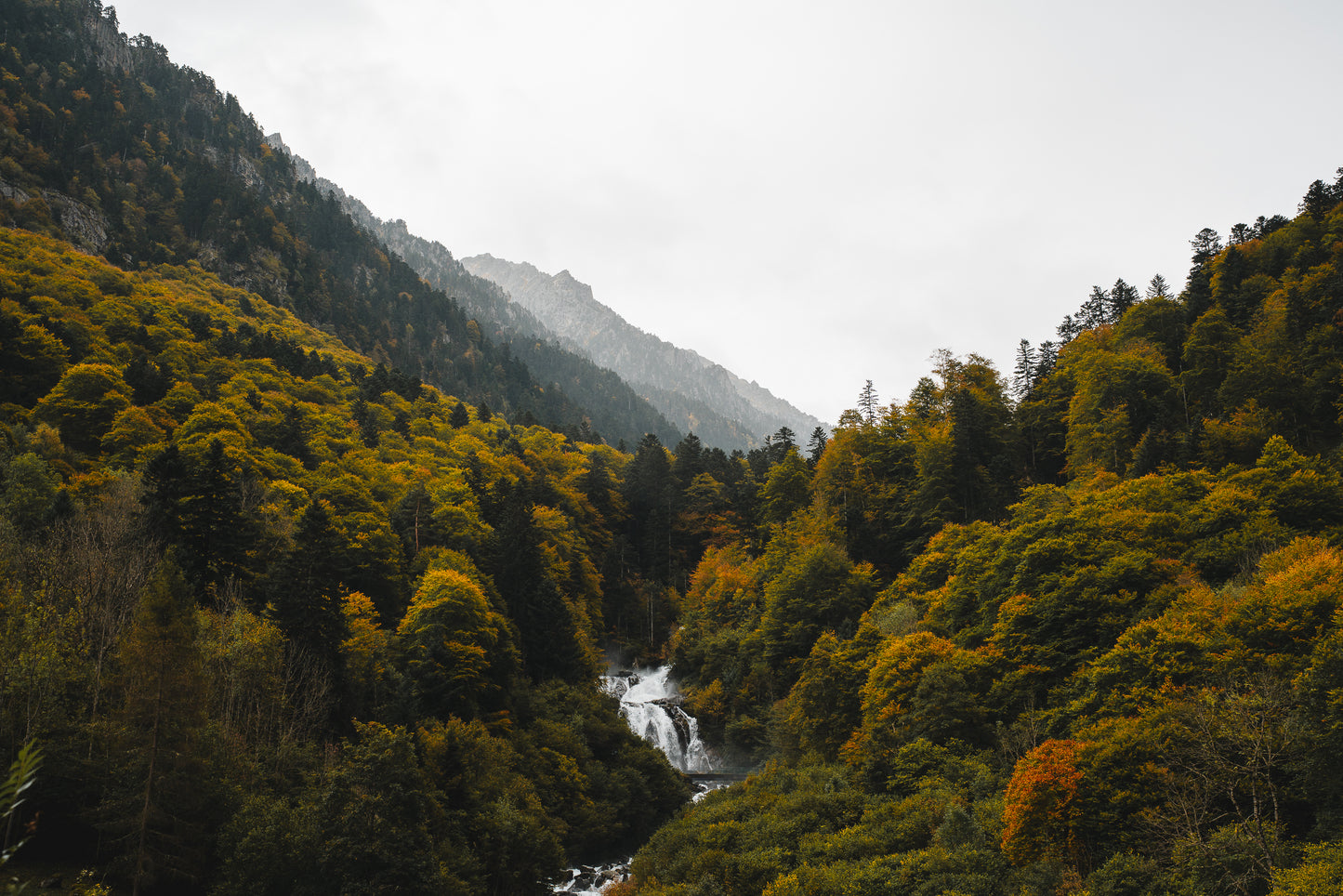 Forêt Pyrénéenne