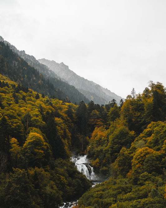 Forêt Pyrénéenne